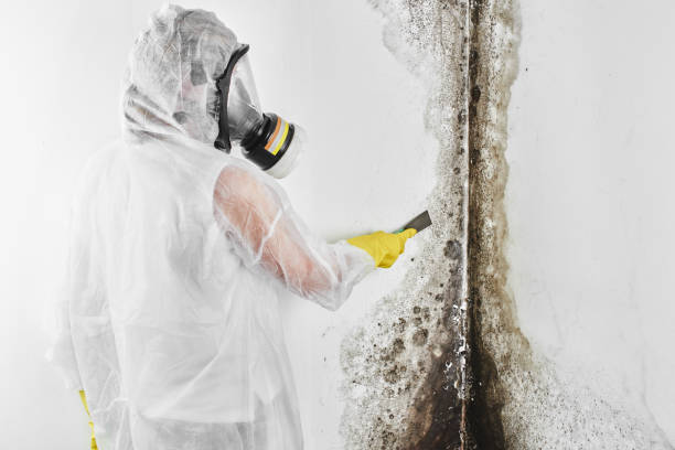 Best Fast Mold Removal  in Tracy, CA