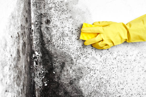 Best Toxic Mold Removal  in Tracy, CA