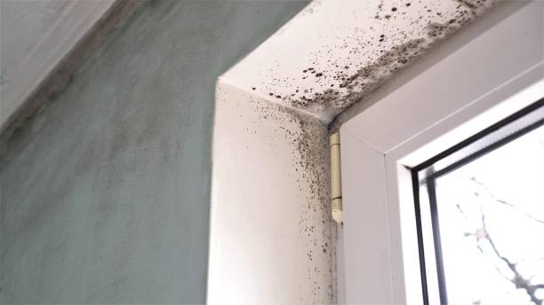 Best Mold Testing  in Tracy, CA