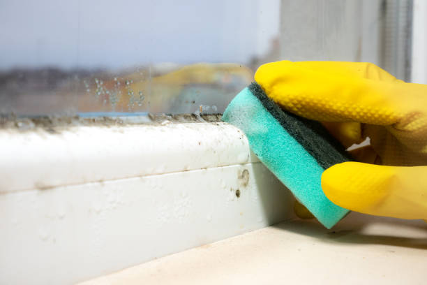 Best Black Mold Removal  in Tracy, CA