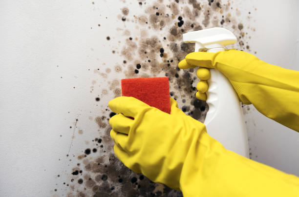Best Home Mold Removal  in Tracy, CA