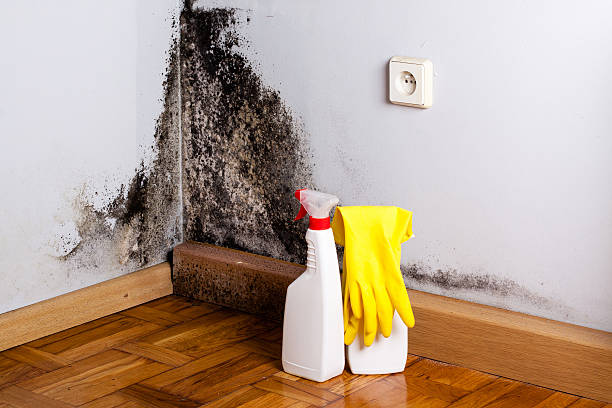 Best Mold Removal Company Near Me  in Tracy, CA