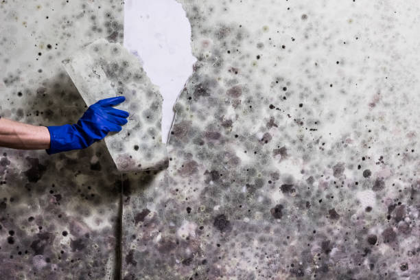 Best Affordable Mold Removal  in Tracy, CA