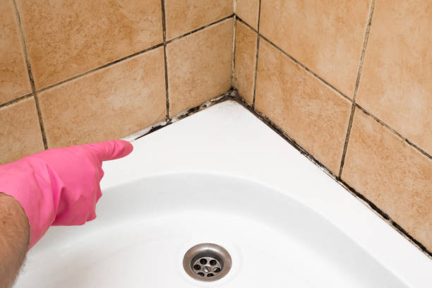 Best Black Mold Removal  in Tracy, CA